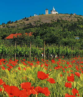 Kniha “Jizni Morava - Libor Svacek" - vydani 1., rok 2011 Photographer: Libor Svacek; box@fotosvacek.cz; Mobile: +420 602428001; 