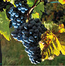 Kniha “Jizni Morava - Libor Svacek" - vydani 1., rok 2011 Photographer: Libor Svacek; box@fotosvacek.cz; Mobile: +420 602428001; 